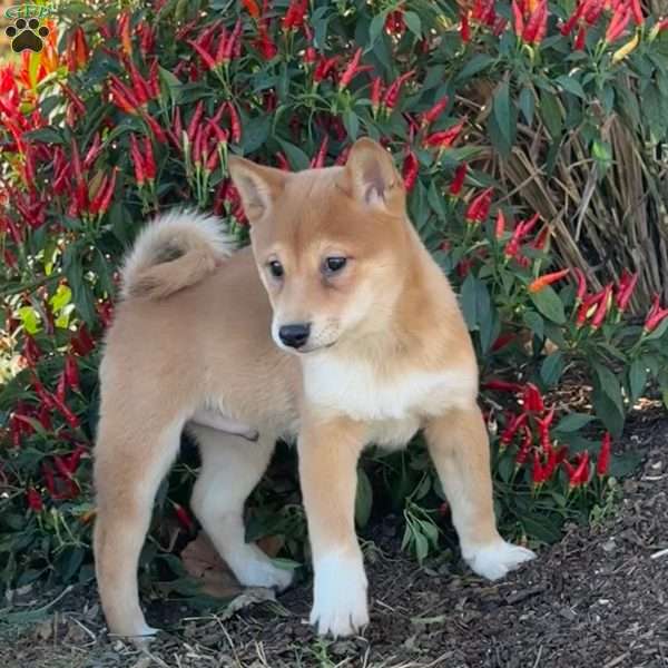 Fido, Shiba Inu Puppy